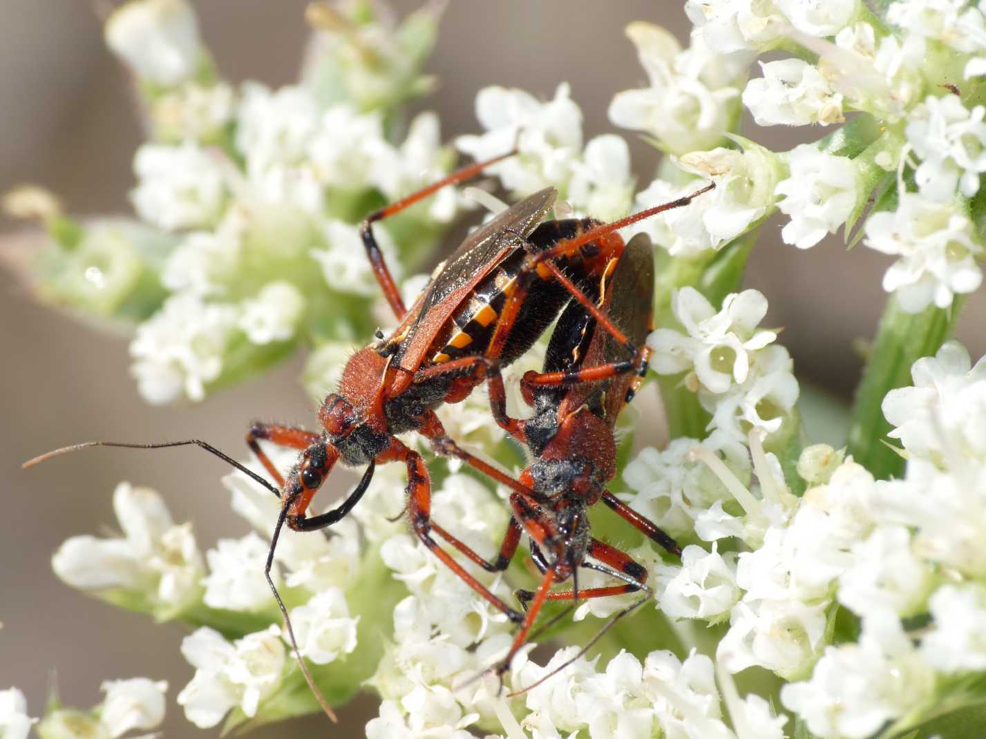 Rhynocoris erythropus: accoppiamenti
